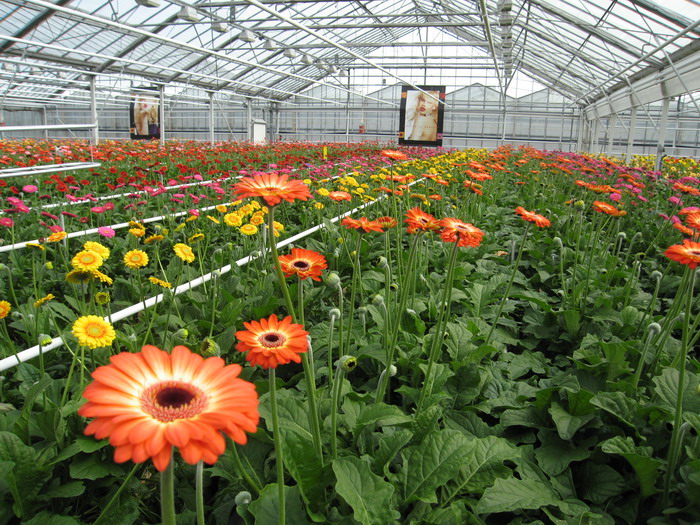 生物质蒸汽发生器 生物质蒸汽发生器