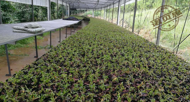 铁皮石斛加温消毒用电蒸汽发生器 铁皮石斛加温消毒用电蒸汽发生器