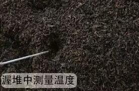 制茶专用芭乐视频污污污在线下载