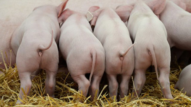 饲料加工蒸汽发生器 饲料加工蒸汽发生器