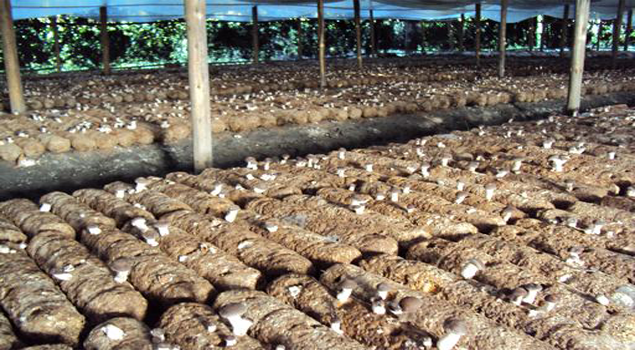 蒸汽发生器 蒸汽发生器