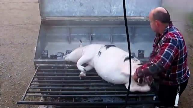 屠宰场用蒸汽发生器 屠宰场用蒸汽发生器