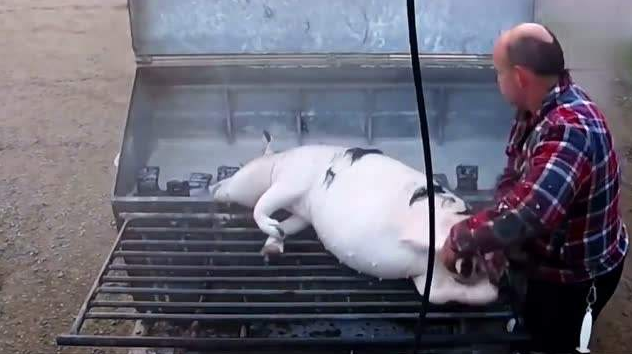 屠宰场烧开水脱猪毛蒸汽发生器 屠宰场烧开水脱猪毛蒸汽发生器