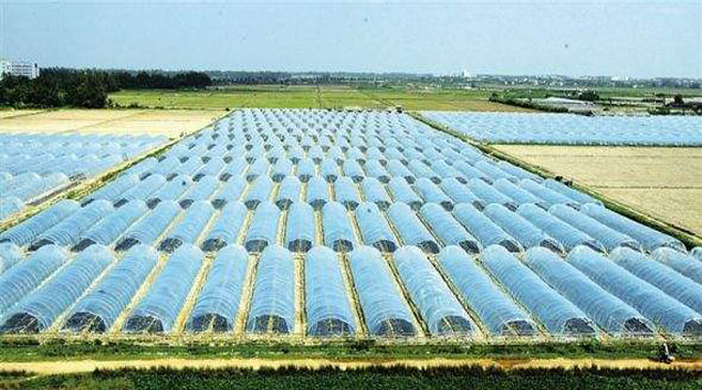 芭乐视频成人网站