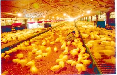 养鸡场面积大，保暖难度强，使用蒸汽发生器就能解决