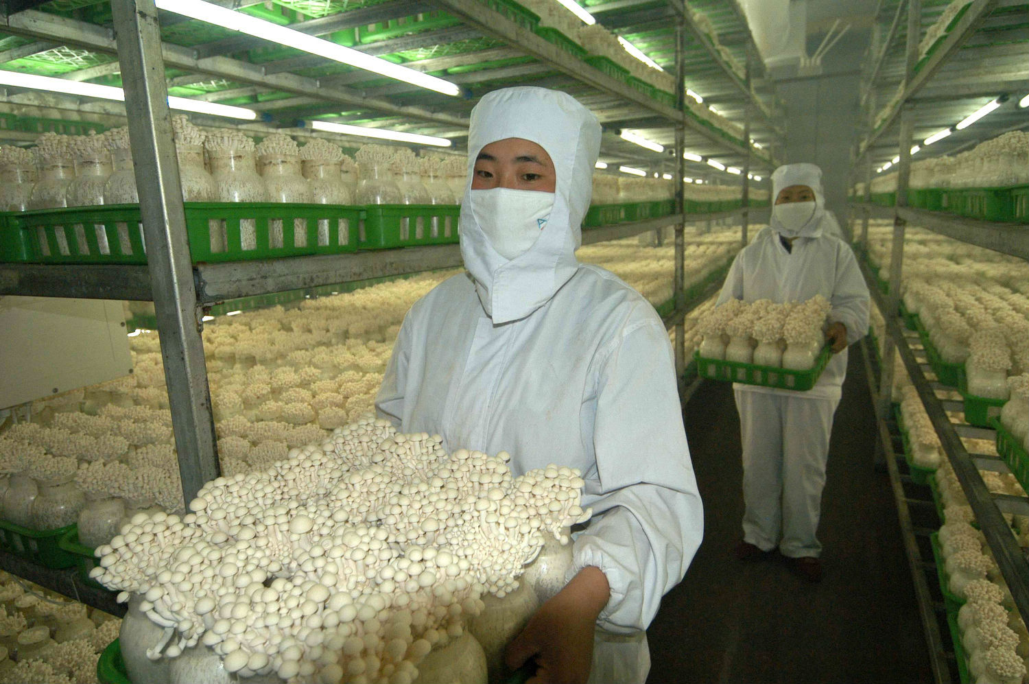 食用菌使用芭乐视频污污污在线下载减少损耗