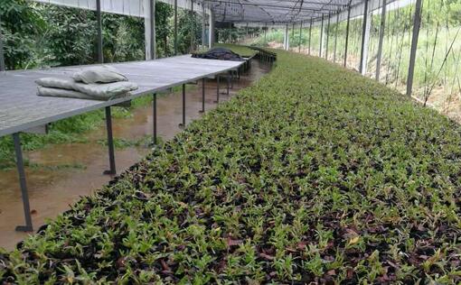 铁皮石斛培养种植基地采购芭乐视频APP黄色版下载安装电蒸汽发生器供培养基加温消毒