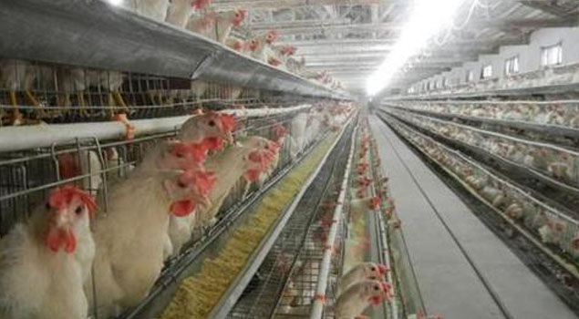 湖北省鸡舍养殖蒸汽锅炉投入使用，冬季传染病全部走开！