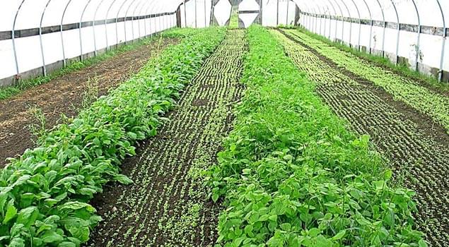 蔬菜大棚蒸汽发生器让反季蔬菜营养不流失！